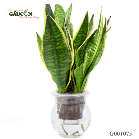 Lưỡi Hổ Thuỷ Canh - G001075