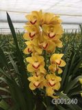 Địa Lan Vàng G001240