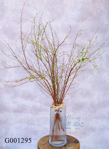 Tuyết mai size chậu 30 cm x 11 cm G001295