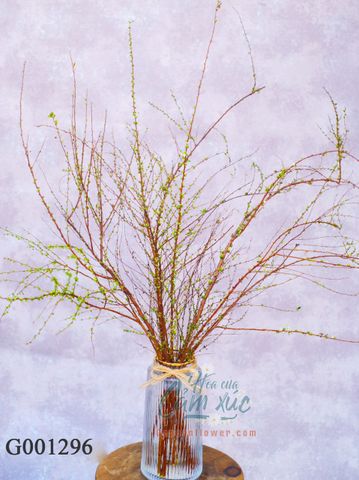 Tuyết mai size chậu 25 cm x 11 cm G001296