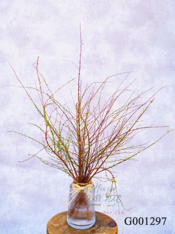 Tuyết mai size chậu 20 cm x 10 cm G001297