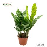 Kim tiền 35 cm - G001395