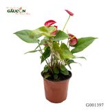 Hồng môn 30 cm - G001397