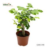 Hạnh phúc 30cm - G001398