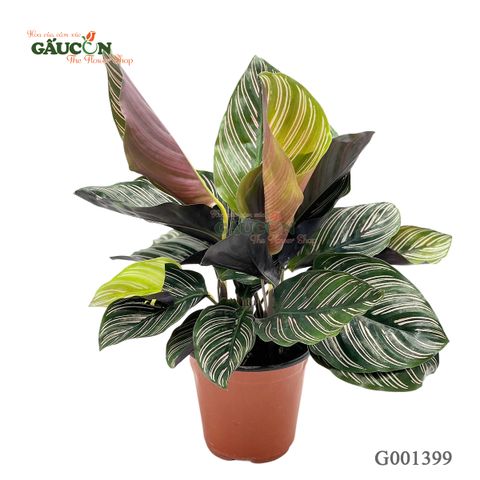 Đuôi công 25cm - G001399