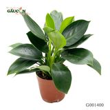 Đế vương 25 cm - G001400