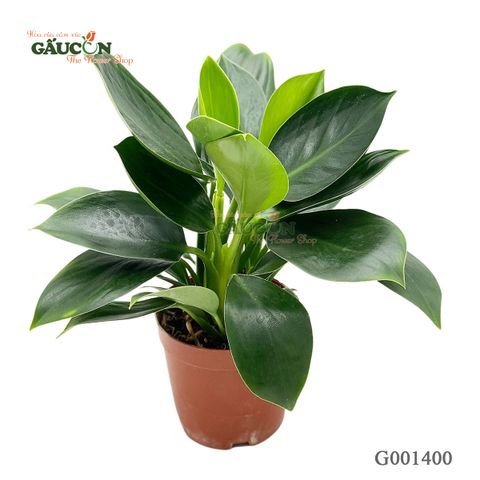 Đế vương 25 cm - G001400