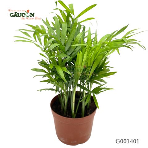 Cao tiểu trâm 20cm - G001401