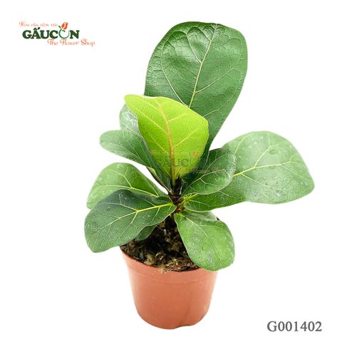 Bàng singapore 20cm - G001402