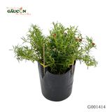 Hoa mười giờ 25cm - G001414