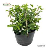 Mai chỉ thiên  35cm - G001415