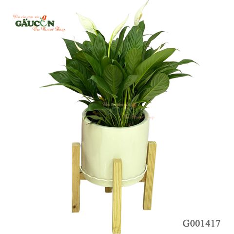 Combo lan ý 75cm - G001417