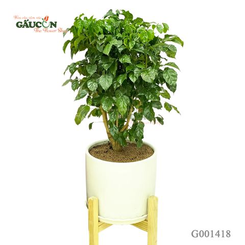 Combo  hạnh phúc 1m - G001418