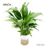 Lan ý TC (nhựa)40cm - G001420