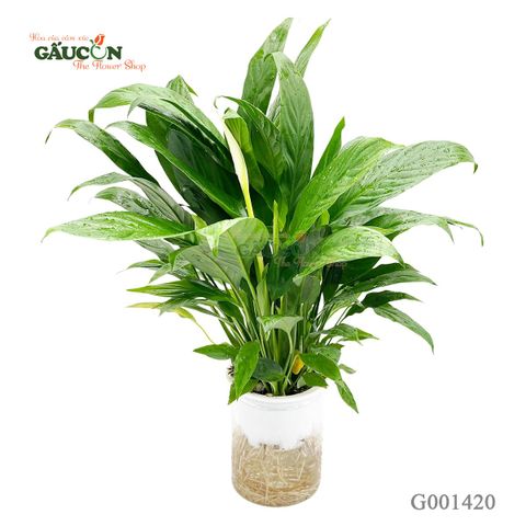 Lan ý TC (nhựa)40cm - G001420
