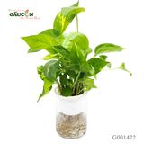 Trầu bà TC (nhựa ) 30 cm - G001422