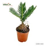 Thiên Tuế - G001460