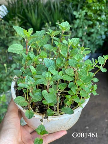 Bạc Hà Mint - G001461