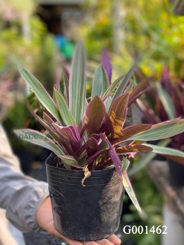 Cây 7 Sắc - G001462