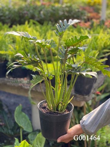 Chân vịt - G001464