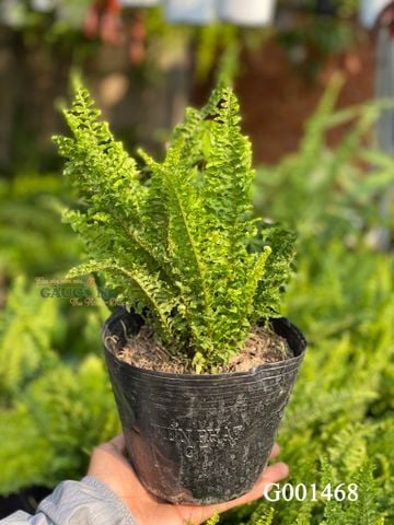 Dương sỉ nhún - G001468