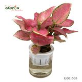 Huyết Rồng - chậu nhựa G001505