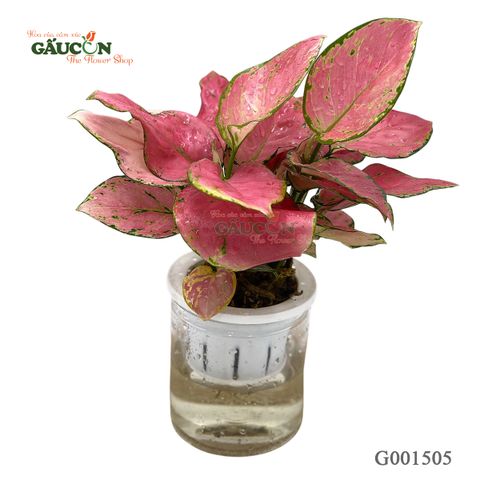 Huyết Rồng - chậu nhựa G001505