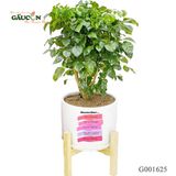 Combo hạnh phúc G001625