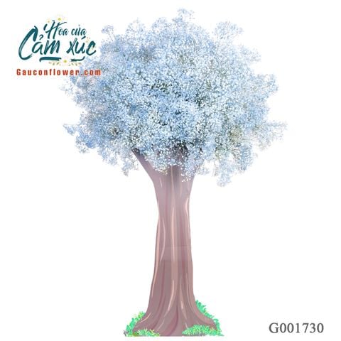 Cây baby G001730