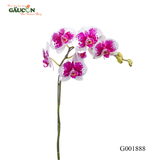 Lan hồ điệp đột biến G001888