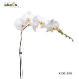 Lan hồ điệp trắng G001890