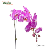 Lan hồ điệp đột biến 02 -  G001892