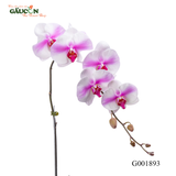 Lan hồ điệp  -  G001893