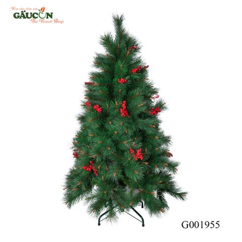 Cây thông cước đầu vàng 1m5 G001955