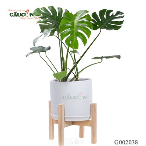 Trầu Bà - G002038