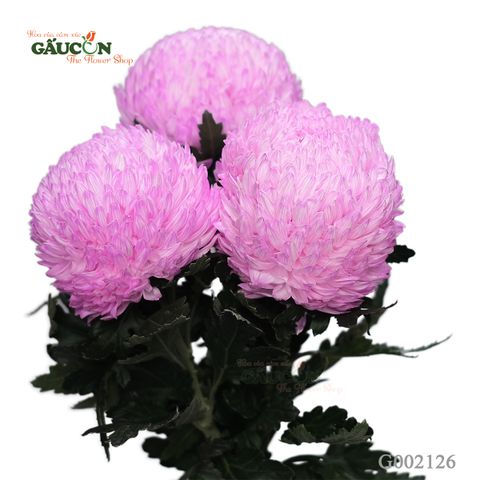 Cúc mẫu đơn hồng nhạt G002126