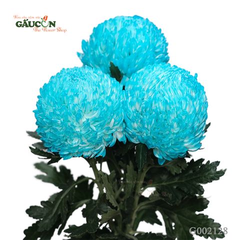 Cúc mẫu đơn xanh lam G002128