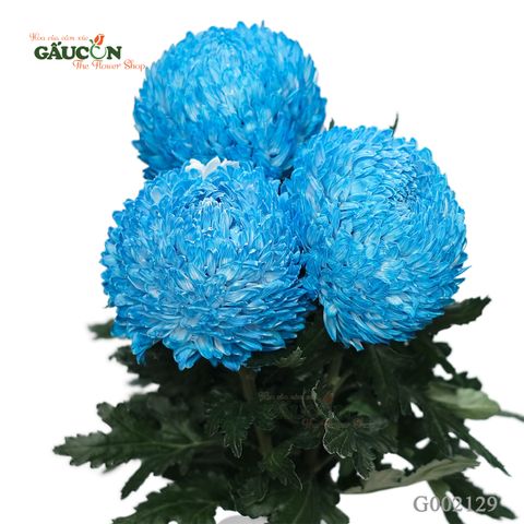Cúc mẫu đơn xanh dương G002129