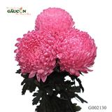 Cúc mẫu đơn đỏ G002130