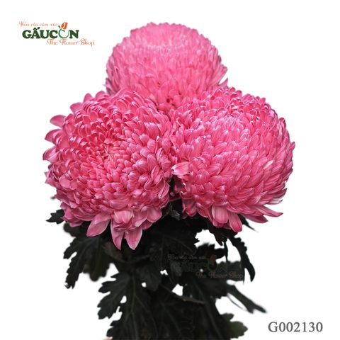Cúc mẫu đơn đỏ G002130