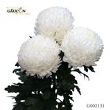 Cúc mẫu đơn trắng G002131