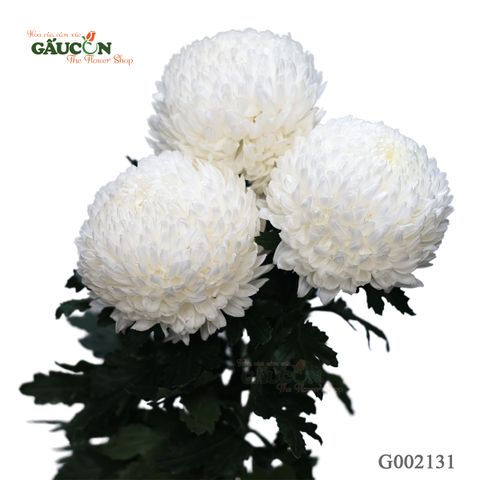 Cúc mẫu đơn trắng G002131