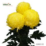 Cúc mẫu đơn vàng G002132