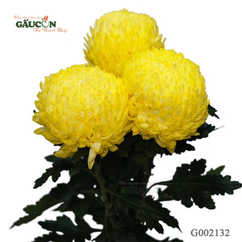 Cúc mẫu đơn vàng G002132