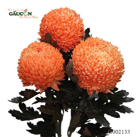 Cúc mẫu đơn cam G002133