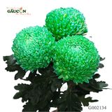 Cúc mẫu đơn xanh lá G002134
