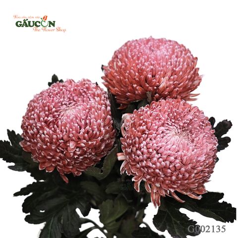 Cúc mẫu đơn socola G002135