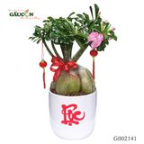 Cây sứ thái G002141