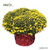 Cúc mâm xôi G002149
