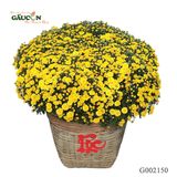 Cúc mâm xôi G002150 (kèm giỏ đựng hoa)